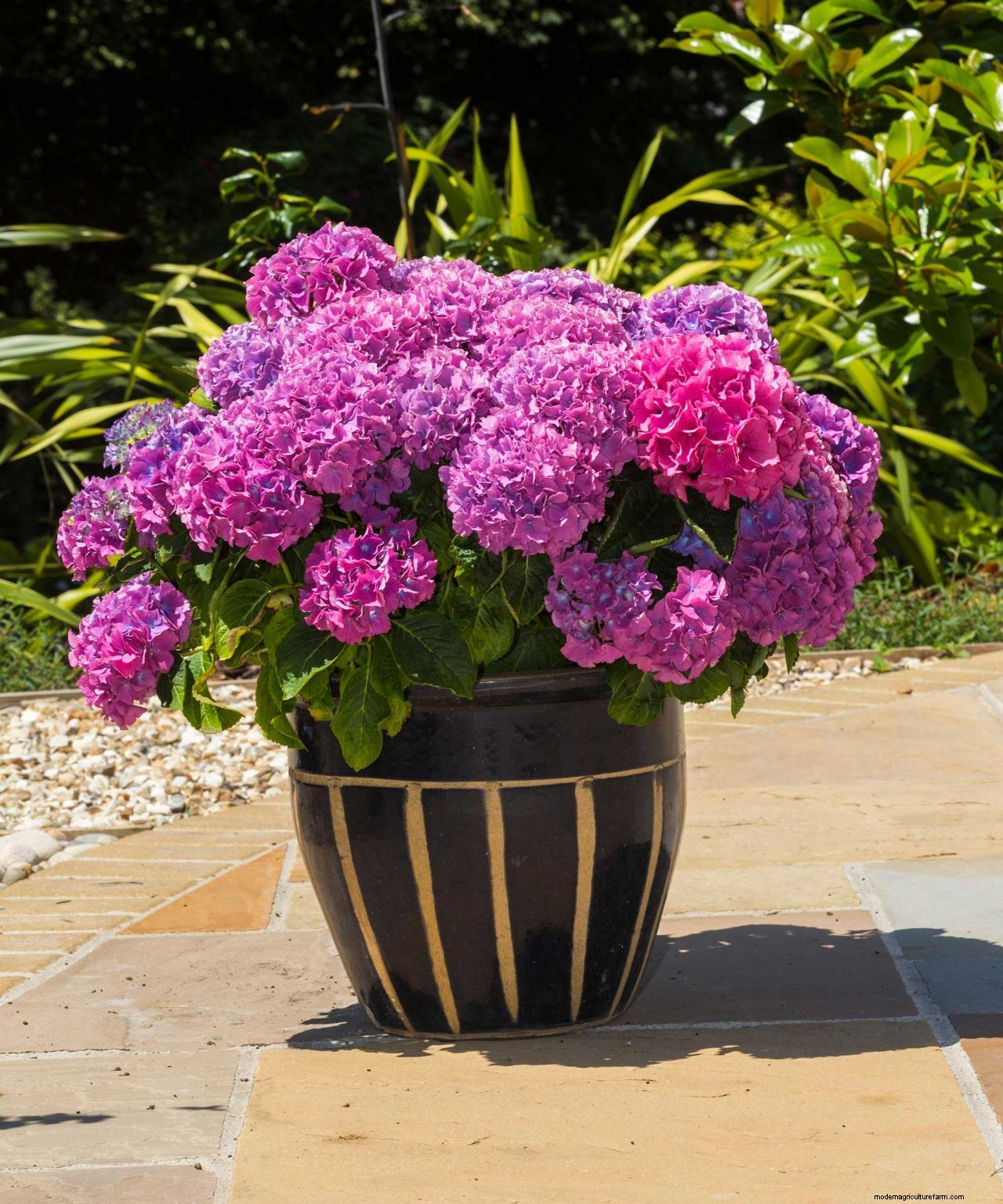 Caring for hydrangeas in pots: container growing made easy