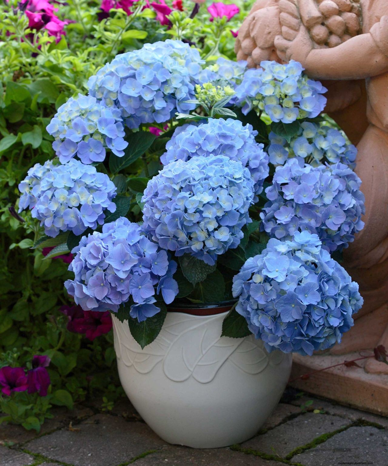 Caring for hydrangeas in pots: container growing made easy