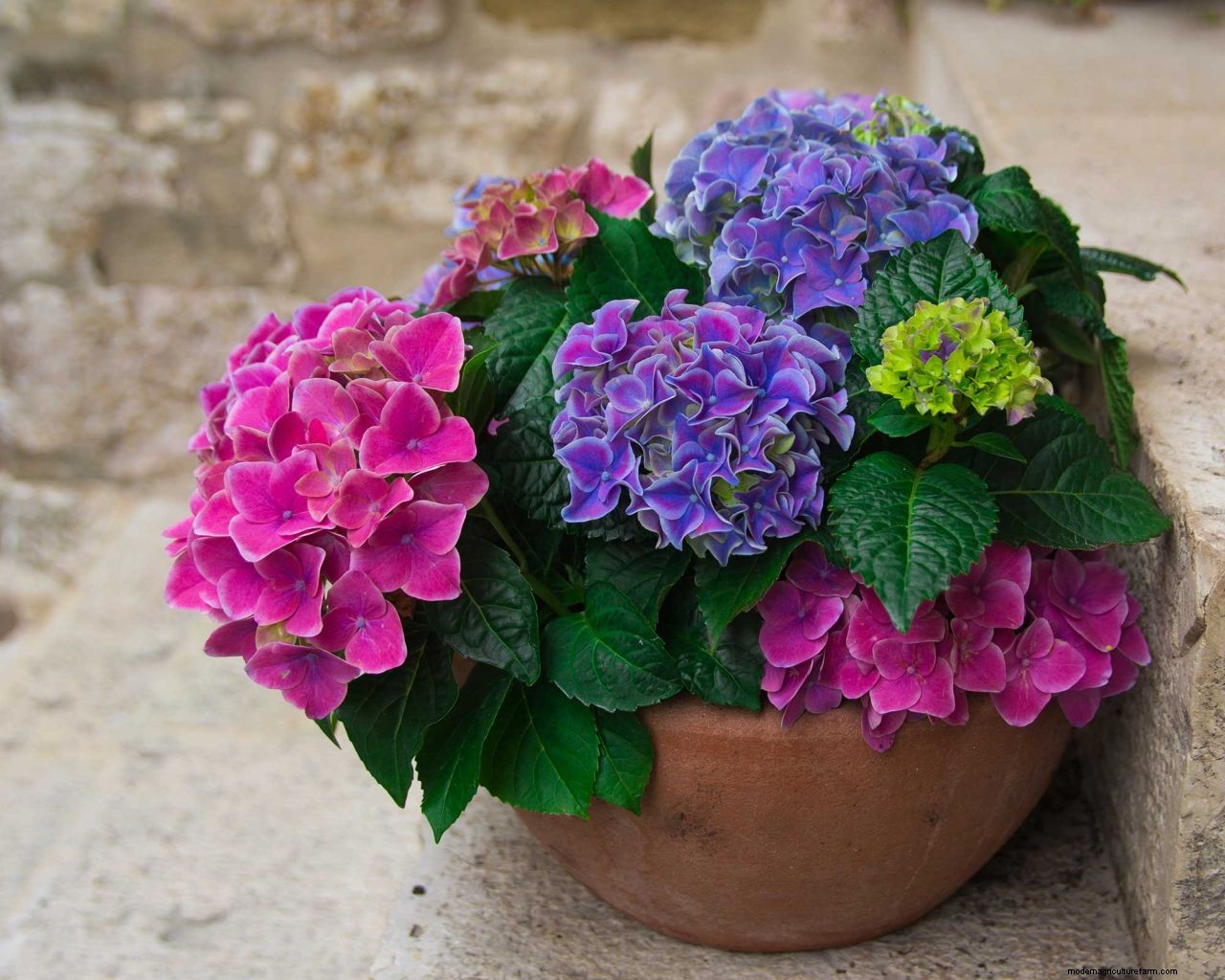 Caring for hydrangeas in pots: container growing made easy