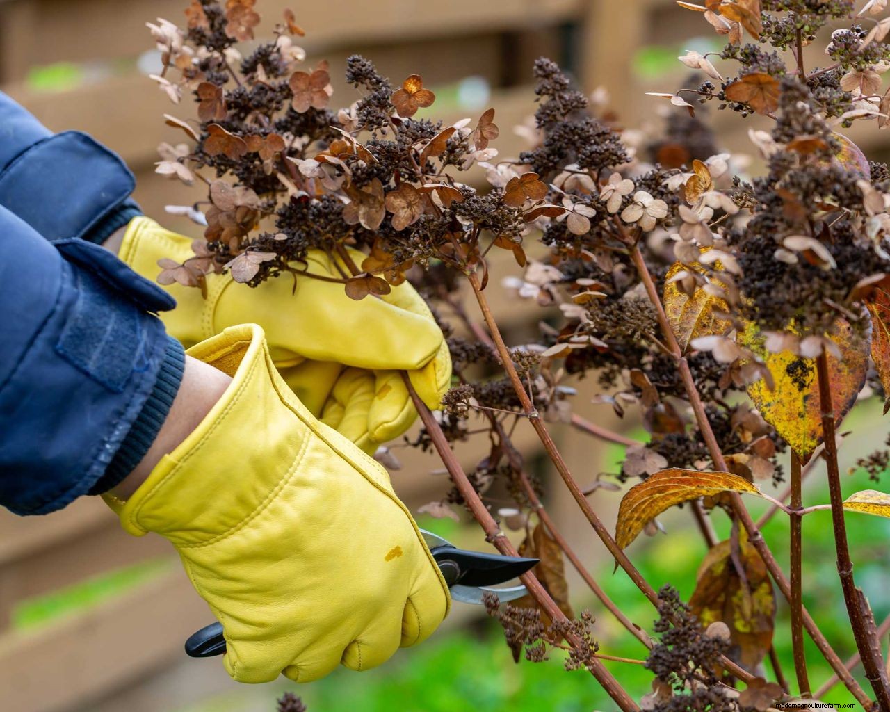 Caring for hydrangeas in pots: container growing made easy