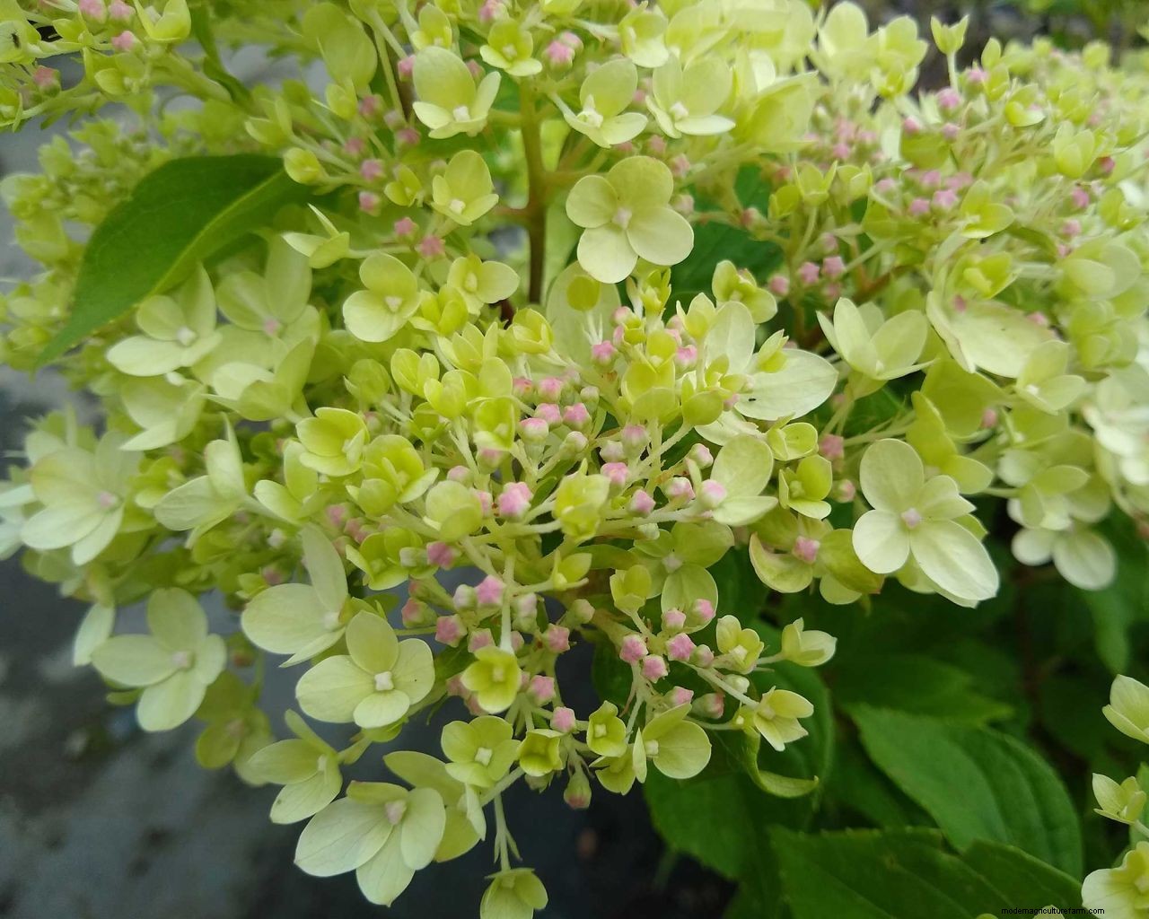Caring for hydrangeas in pots: container growing made easy