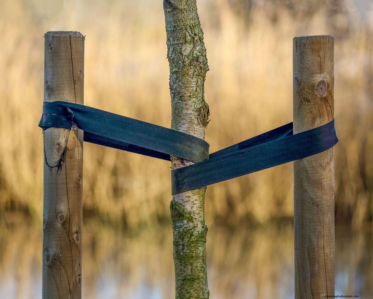 How to plant a magnolia tree: an easy step-by-step guide