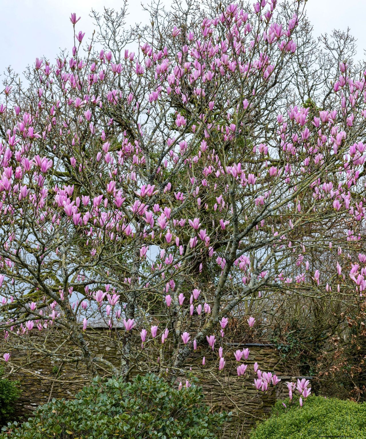How to plant a magnolia tree: an easy step-by-step guide