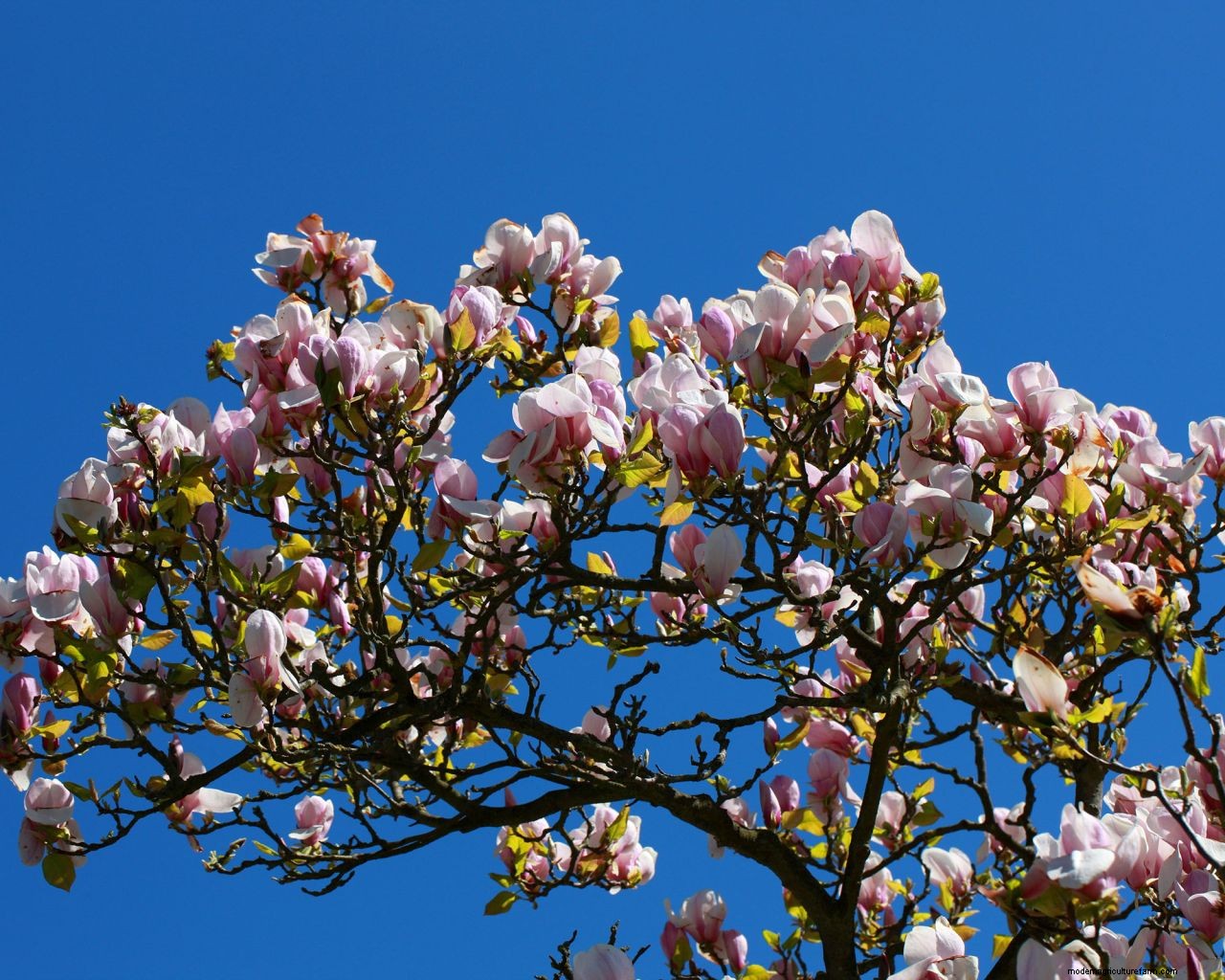 How to plant a magnolia tree: an easy step-by-step guide