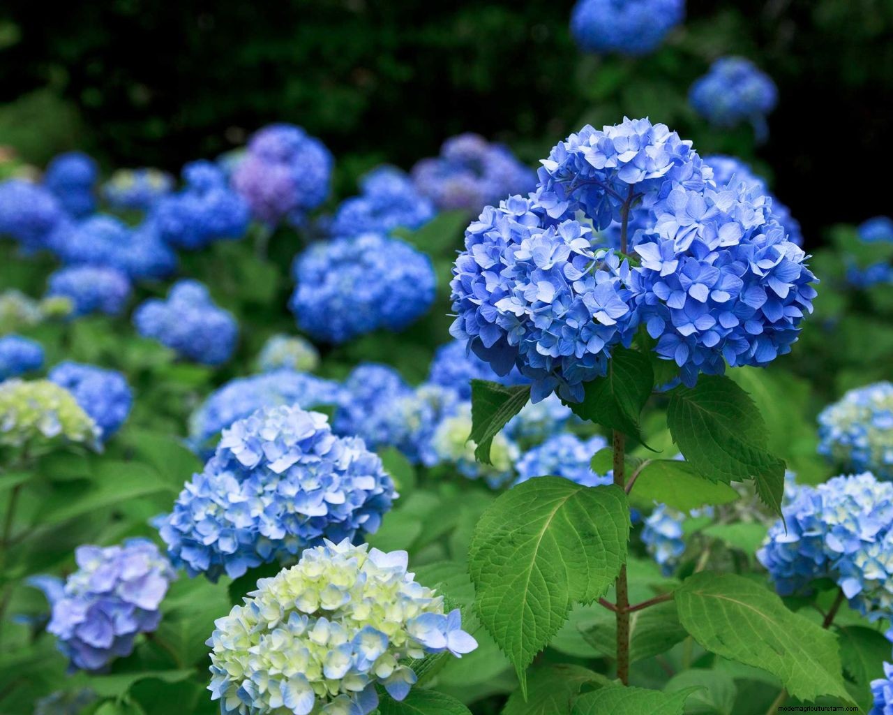 Color of hydrangeas: how to change the hue of your plants blooms