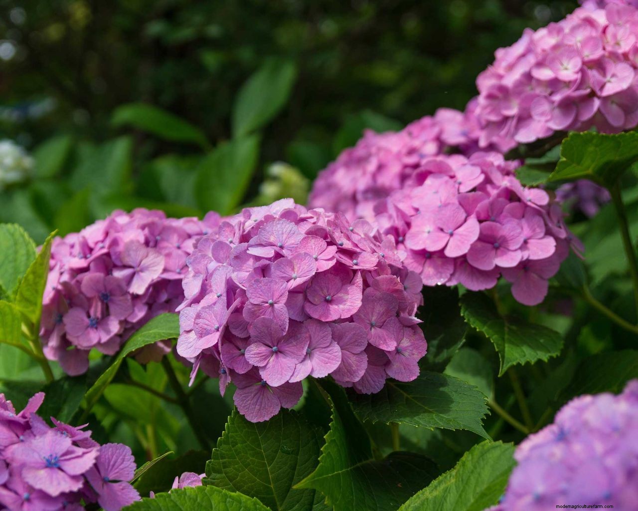 Color of hydrangeas: how to change the hue of your plants blooms