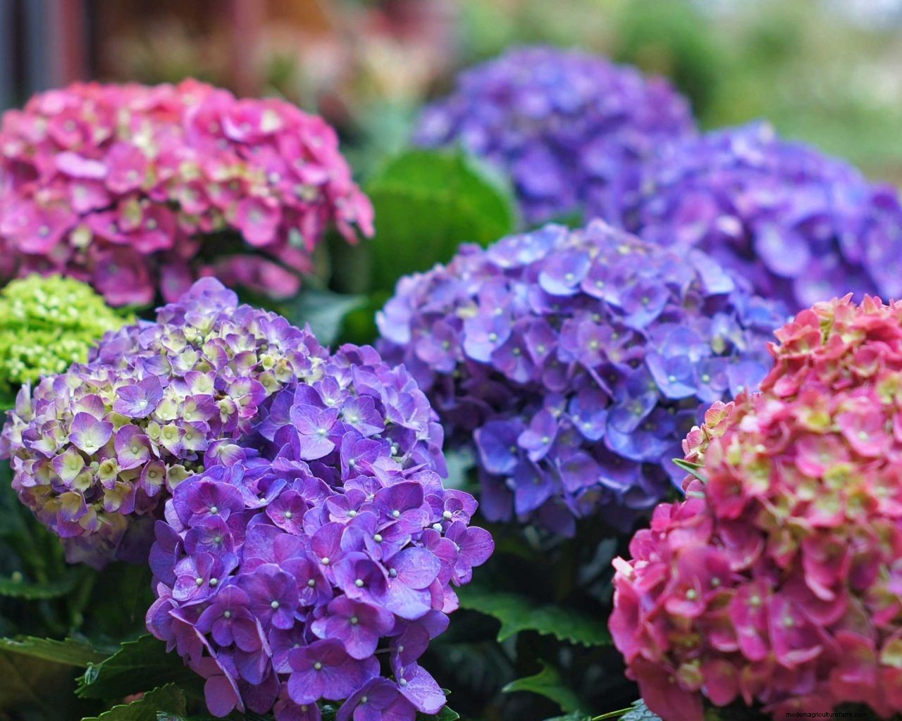 Color of hydrangeas: how to change the hue of your plants blooms