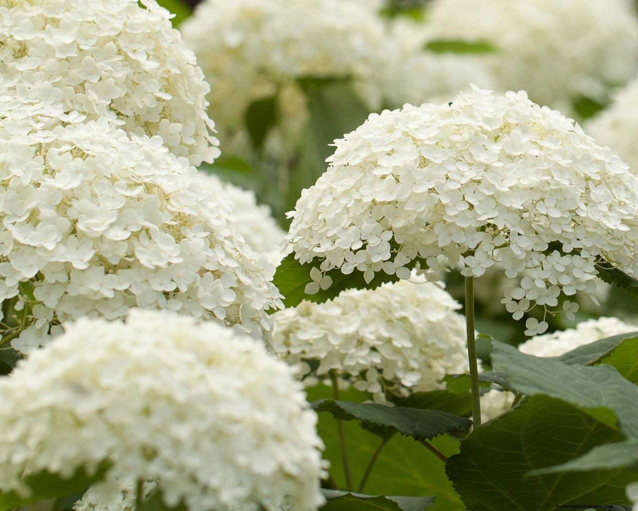 Color of hydrangeas: how to change the hue of your plants blooms