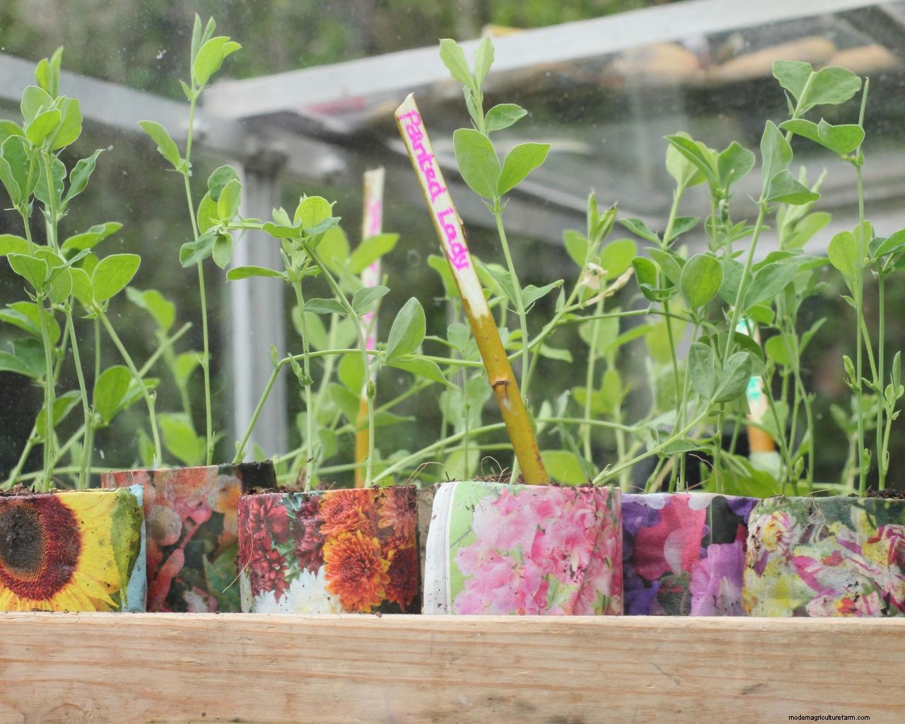 Hardening off plants: how, when and why to do it