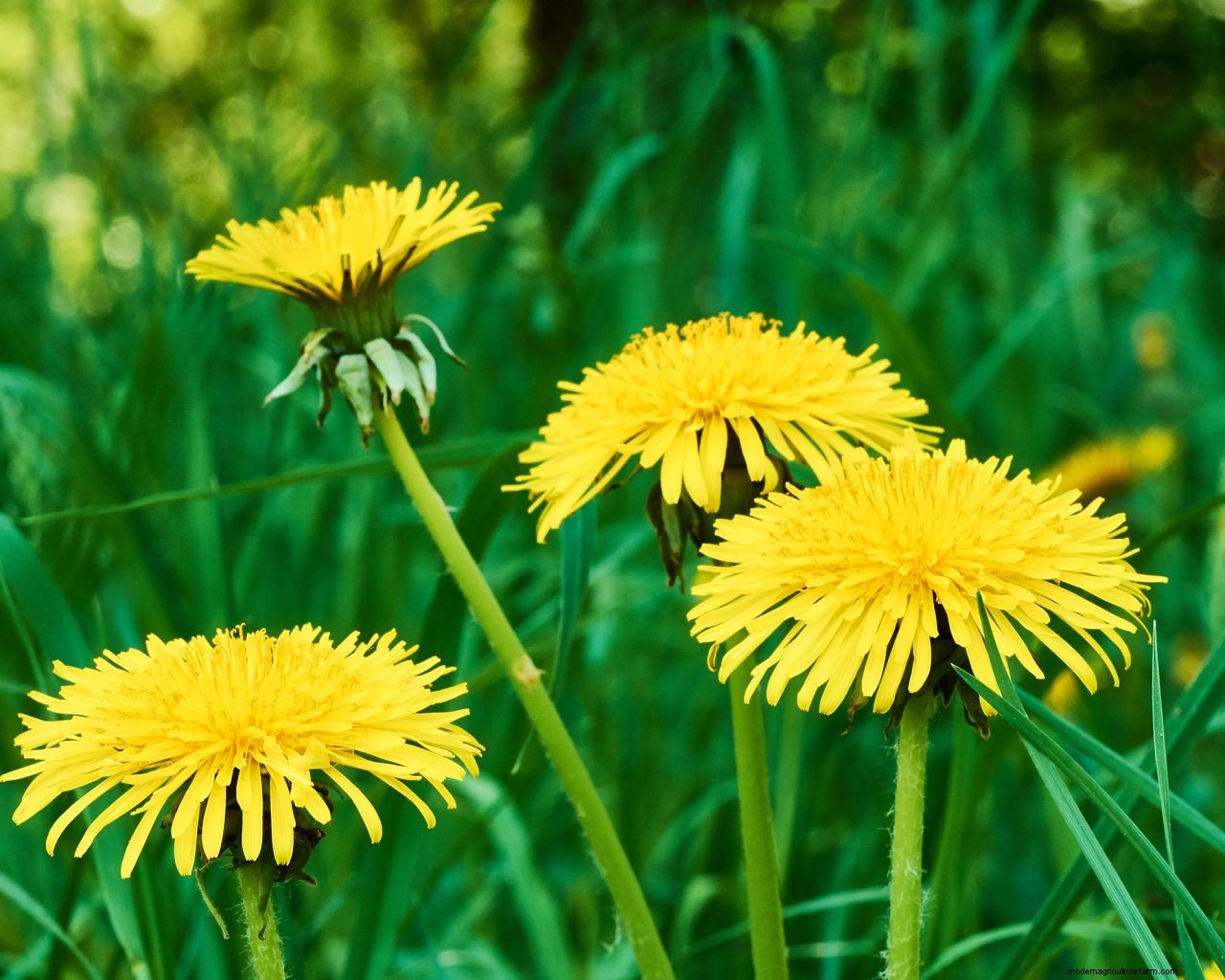 How to get rid of dandelions in a lawn: expert tips for removing them