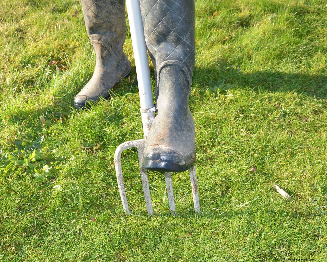 How to get rid of dandelions in a lawn: expert tips for removing them