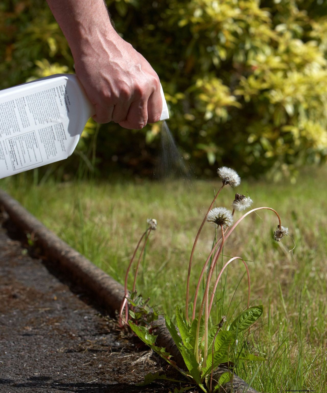 How to get rid of dandelions in a lawn: expert tips for removing them