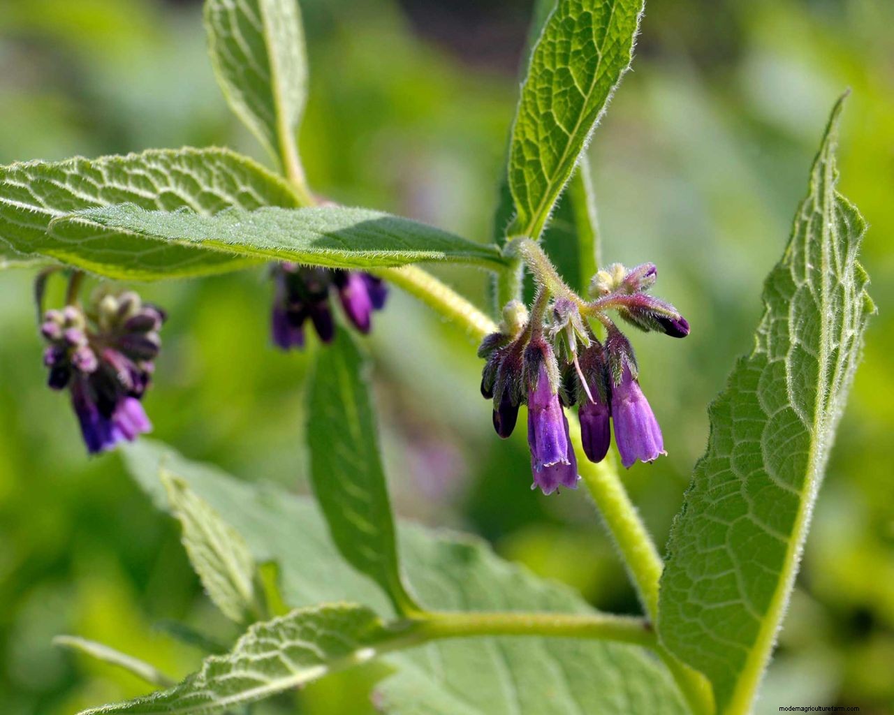 How to make fertilizer and fertilize plants for free: 6 simple and cheap methods