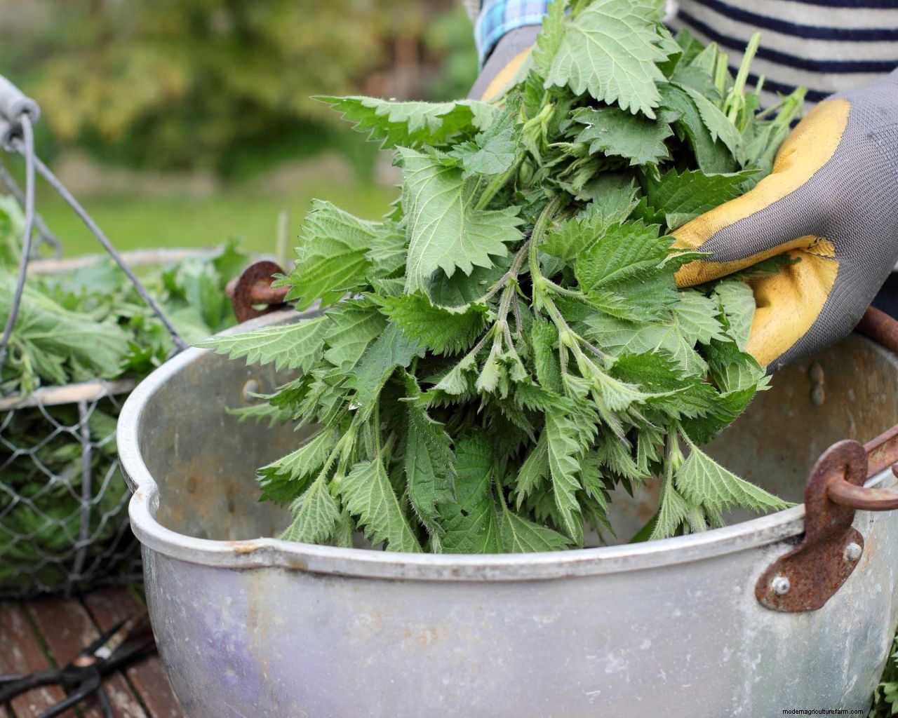 How to make fertilizer and fertilize plants for free: 6 simple and cheap methods