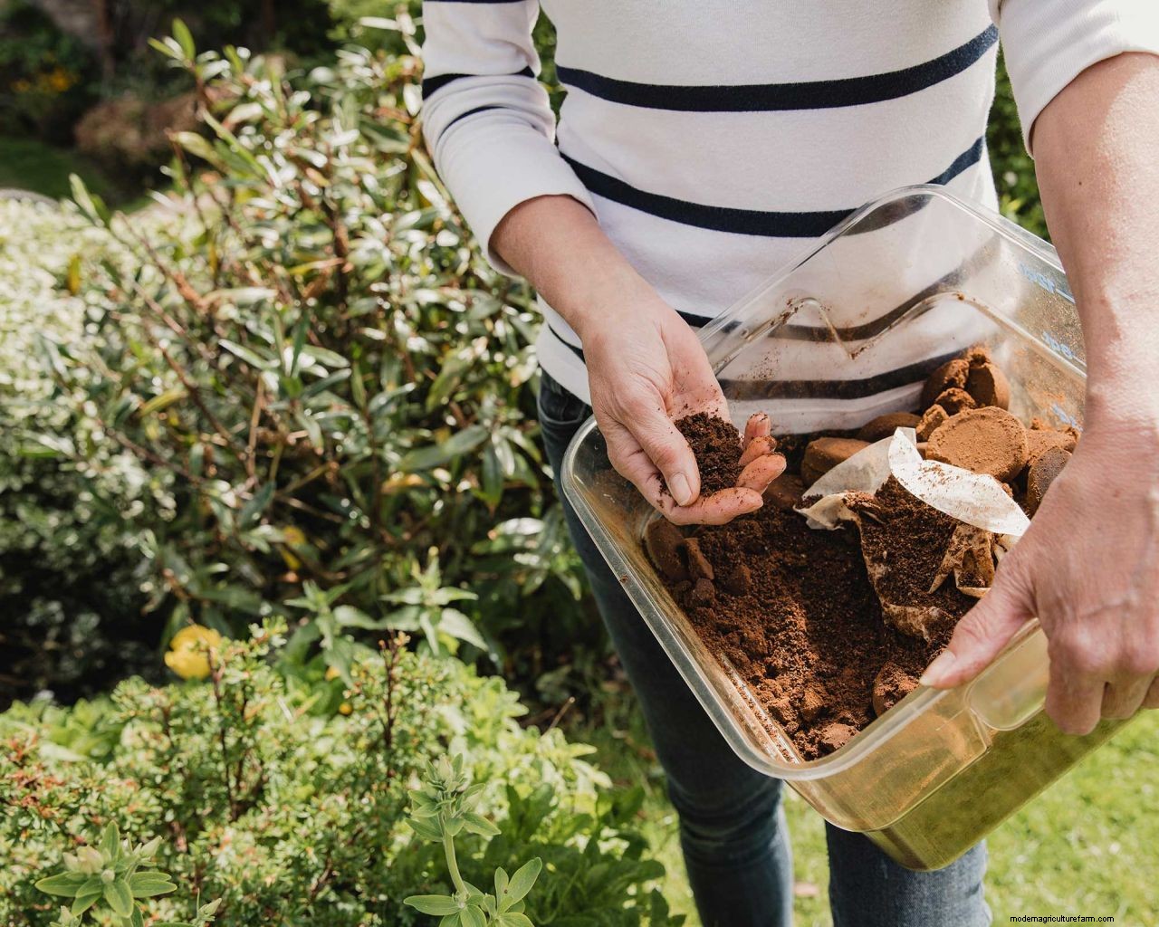 How to make fertilizer and fertilize plants for free: 6 simple and cheap methods
