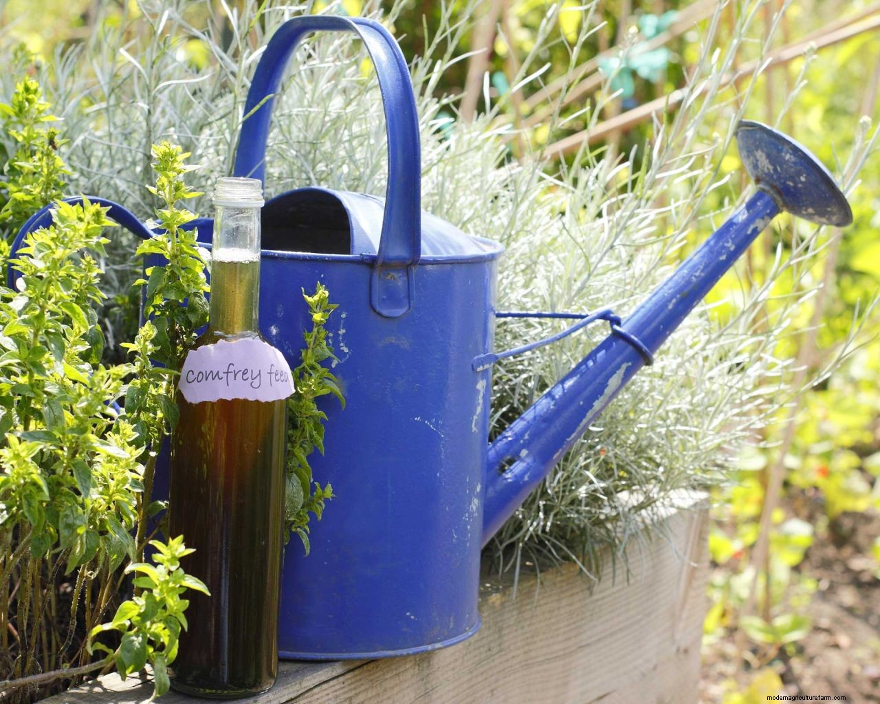 How to make fertilizer and fertilize plants for free: 6 simple and cheap methods