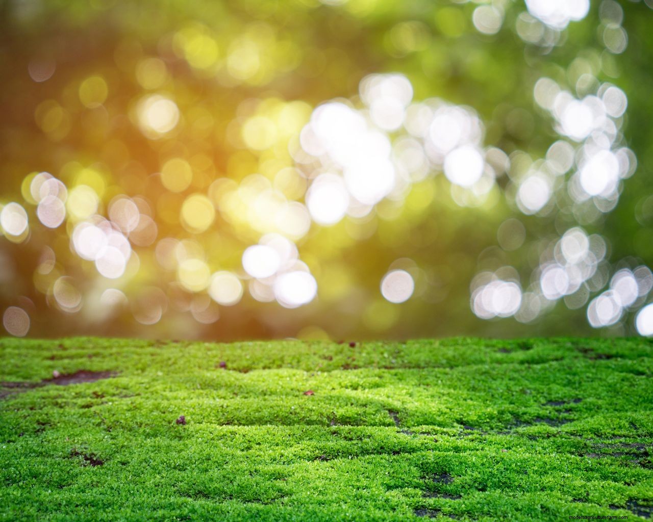 Lawn care tips: 12 essential tasks for healthy turf