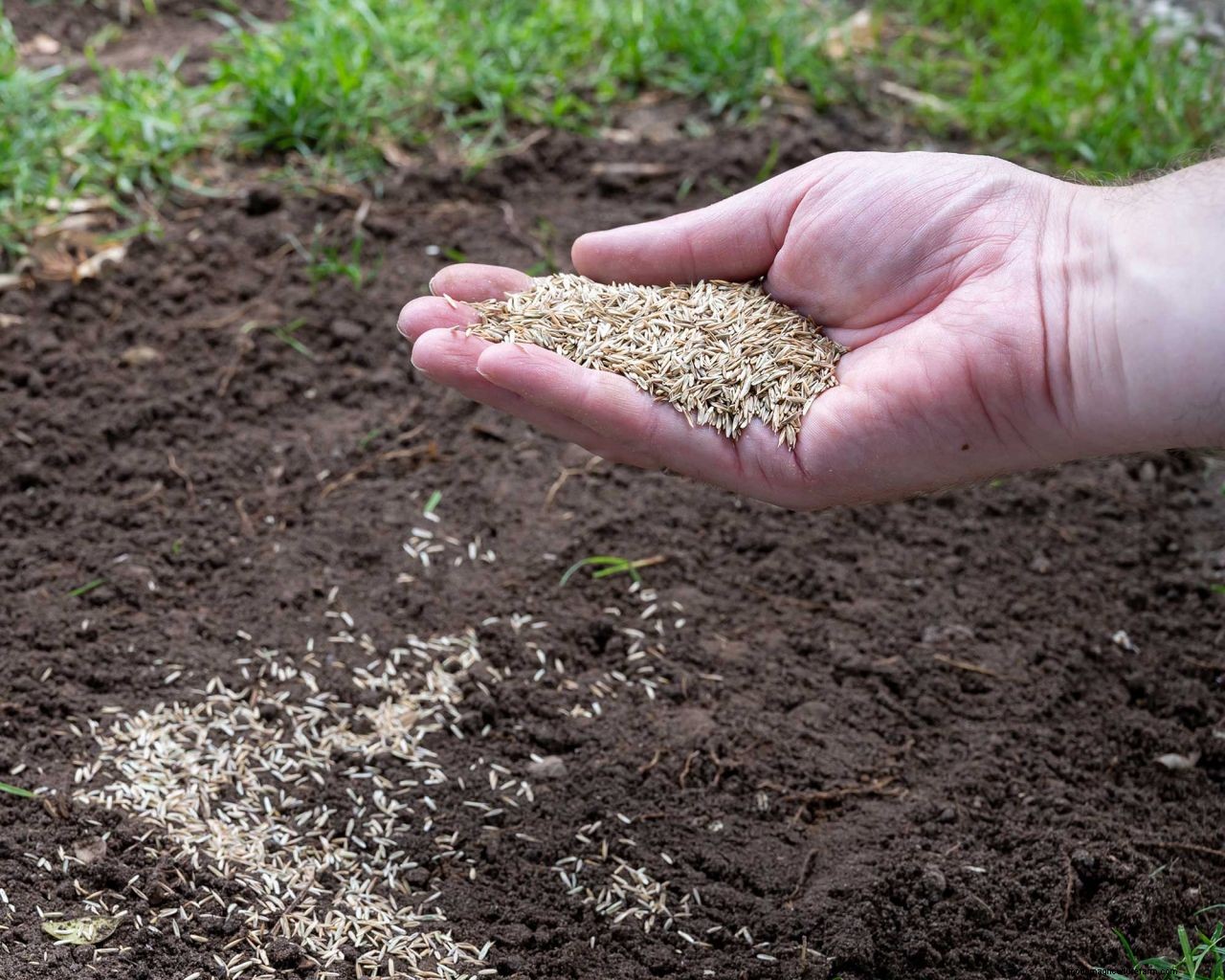 Lawn care tips: 12 essential tasks for healthy turf