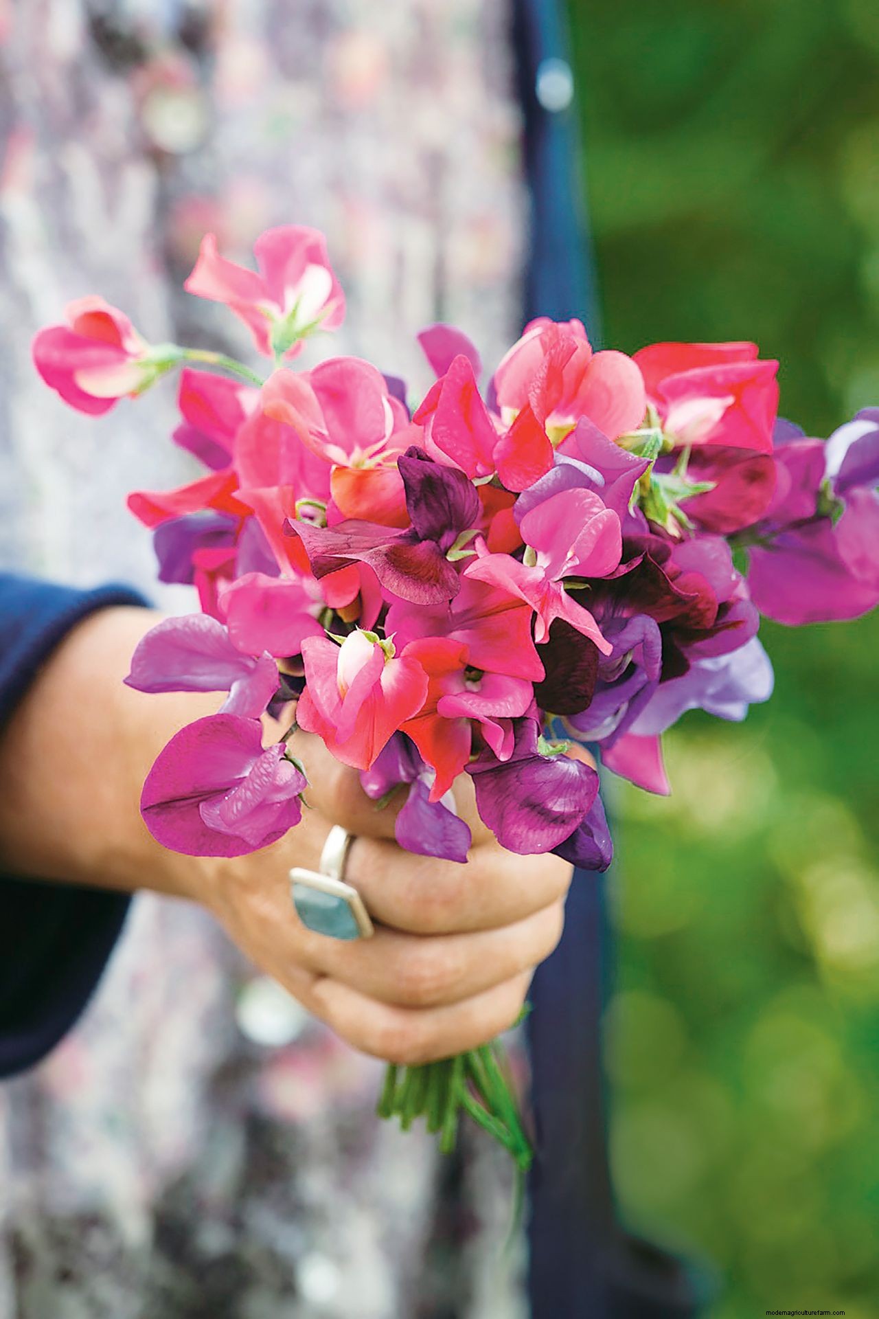 How to grow sweet peas: expert advice for fabulous summer blooms