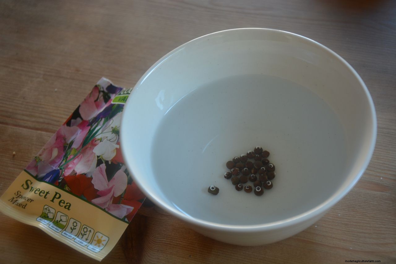 How to grow sweet peas: expert advice for fabulous summer blooms