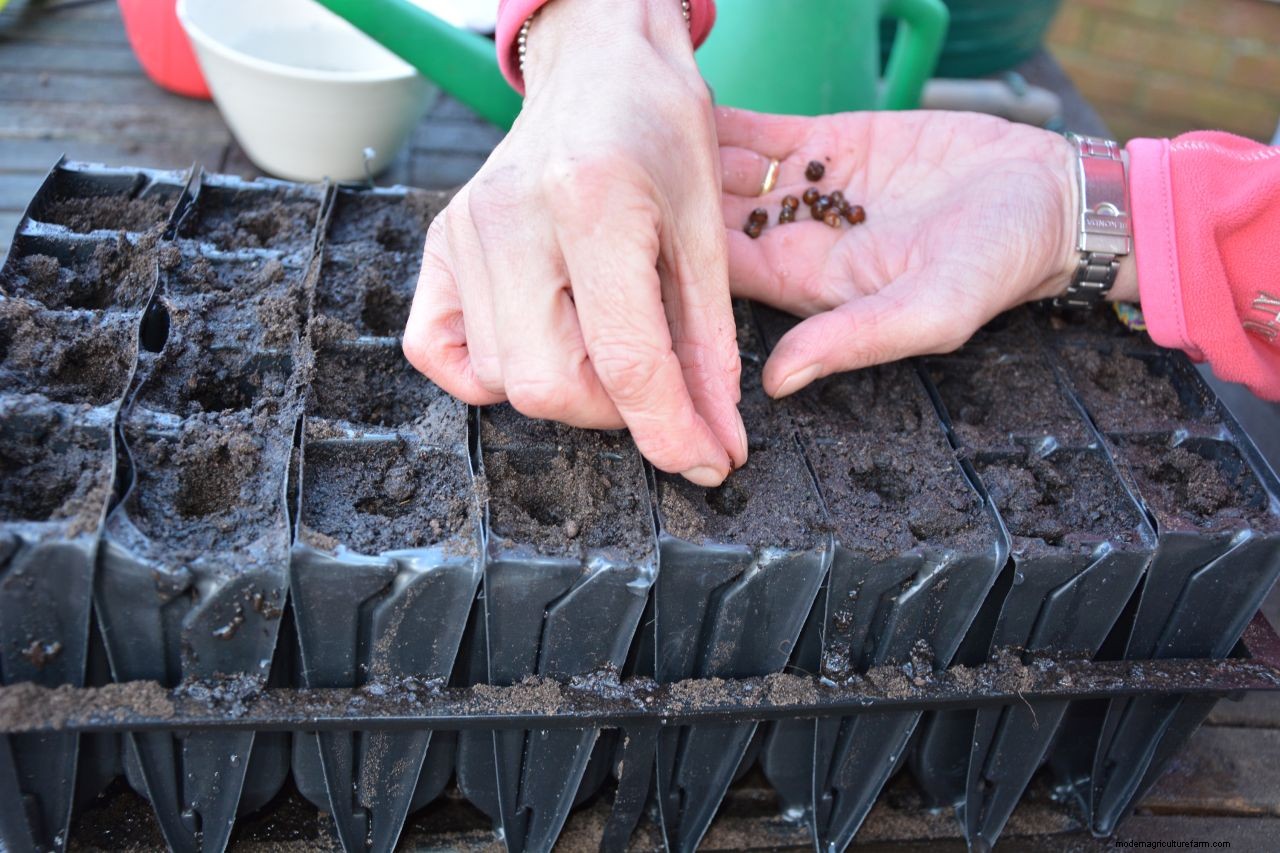 How to grow sweet peas: expert advice for fabulous summer blooms