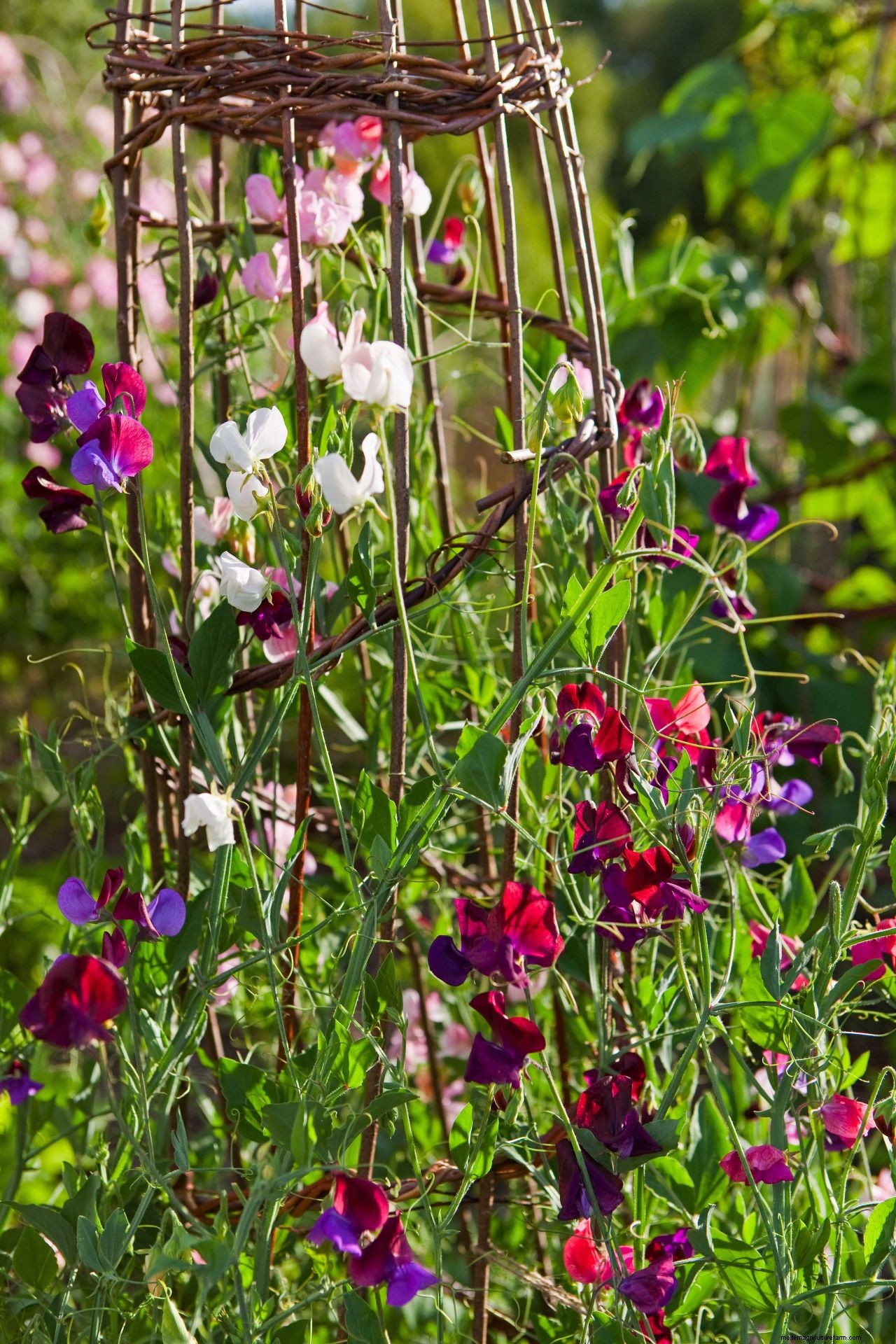 How to grow sweet peas: expert advice for fabulous summer blooms