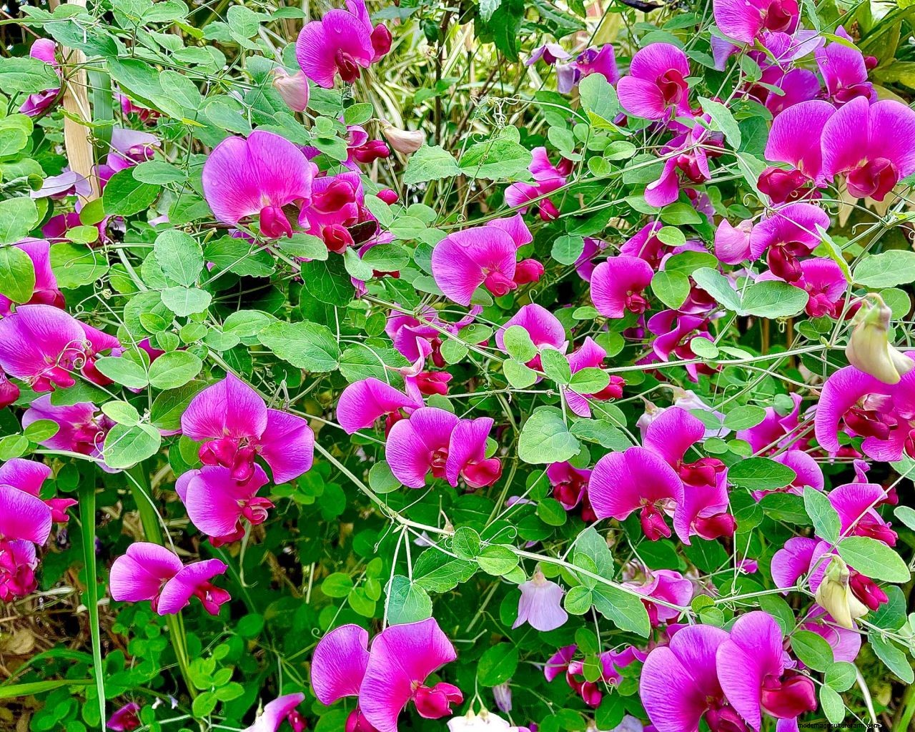 How to grow sweet peas: expert advice for fabulous summer blooms