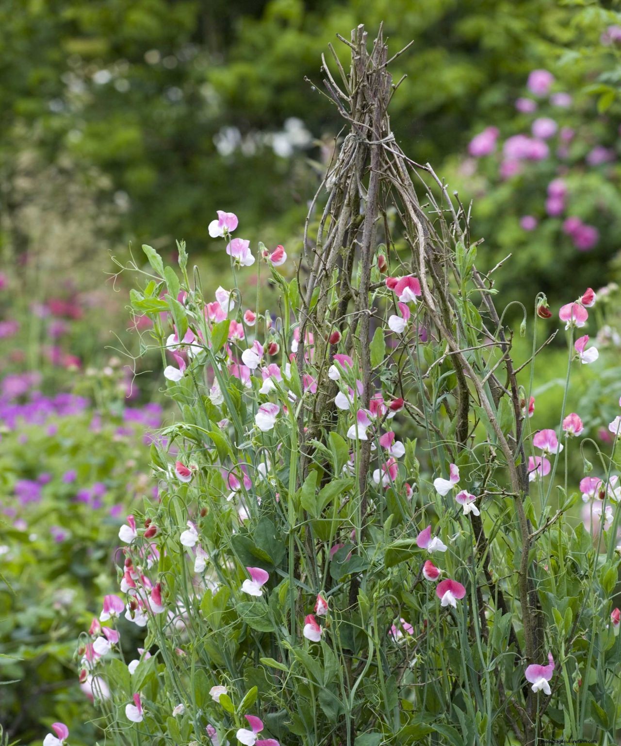 How to grow sweet peas: expert advice for fabulous summer blooms