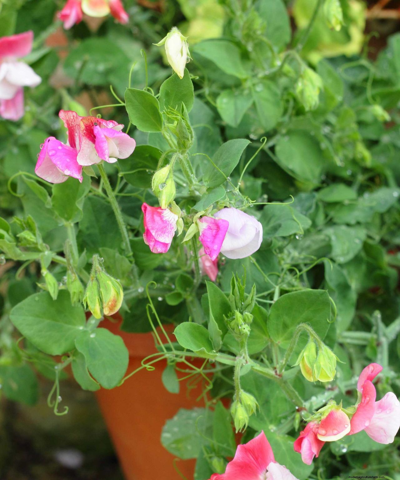 How to grow sweet peas: expert advice for fabulous summer blooms