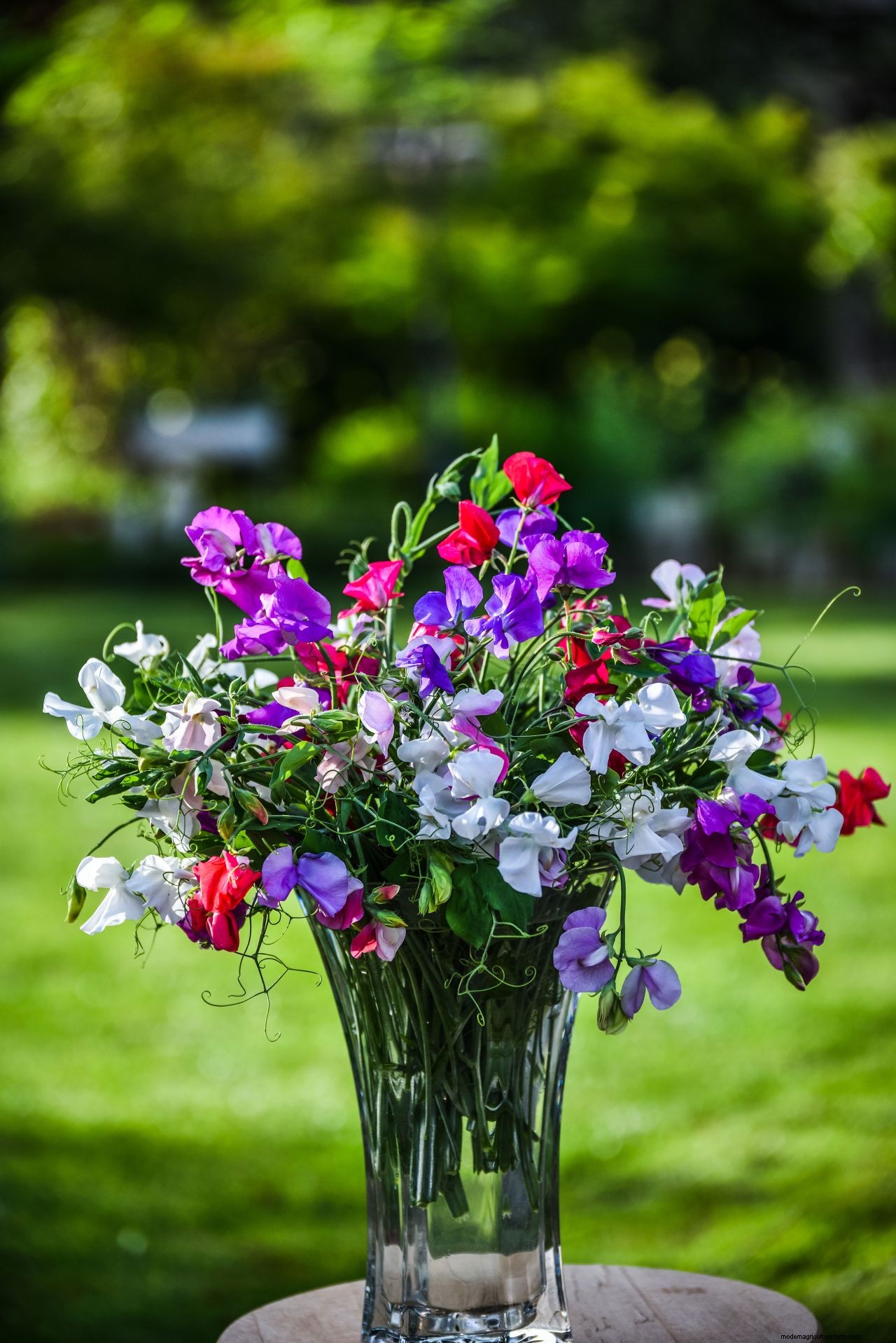 How to grow sweet peas: expert advice for fabulous summer blooms