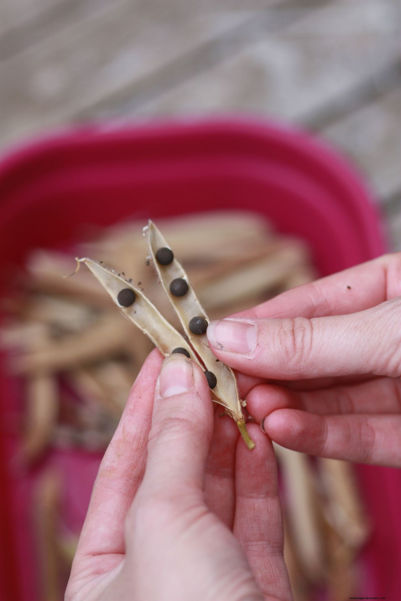 How to grow sweet peas: expert advice for fabulous summer blooms