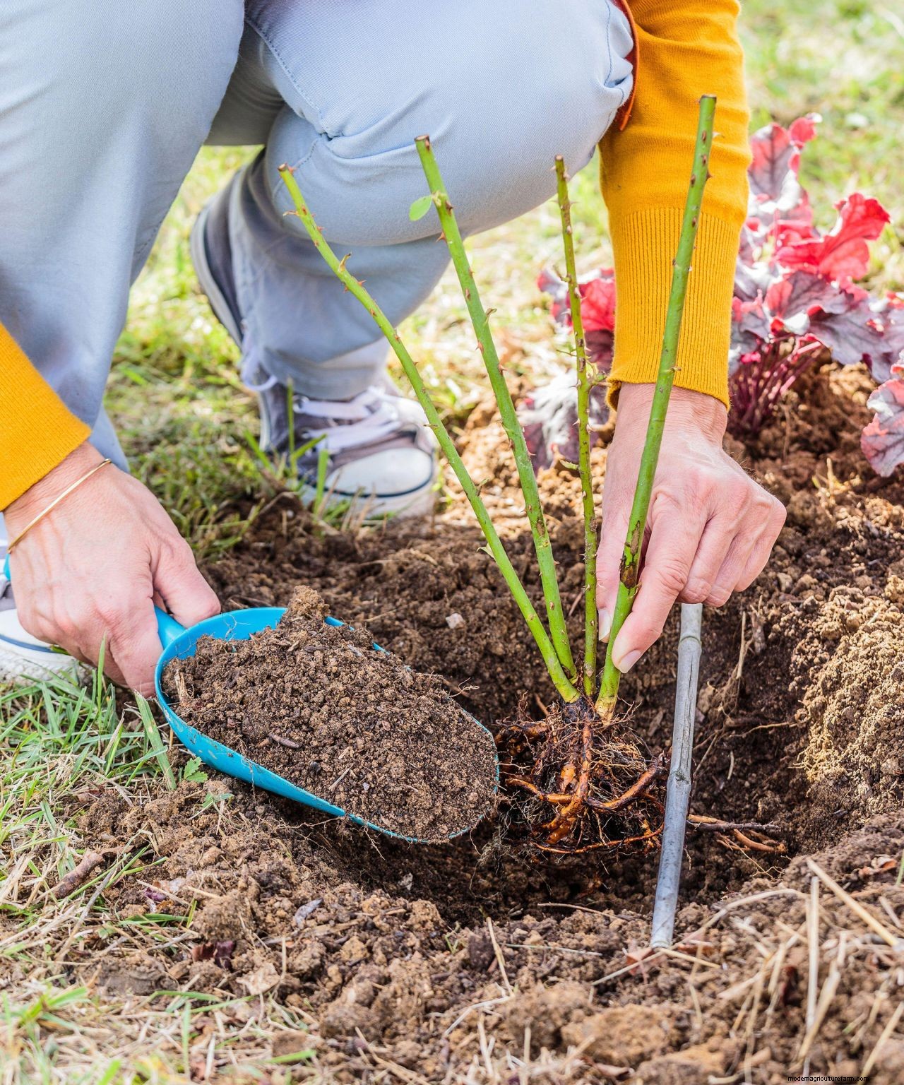 Climbing roses plant care and growing guide: for unbeatable summer blooms