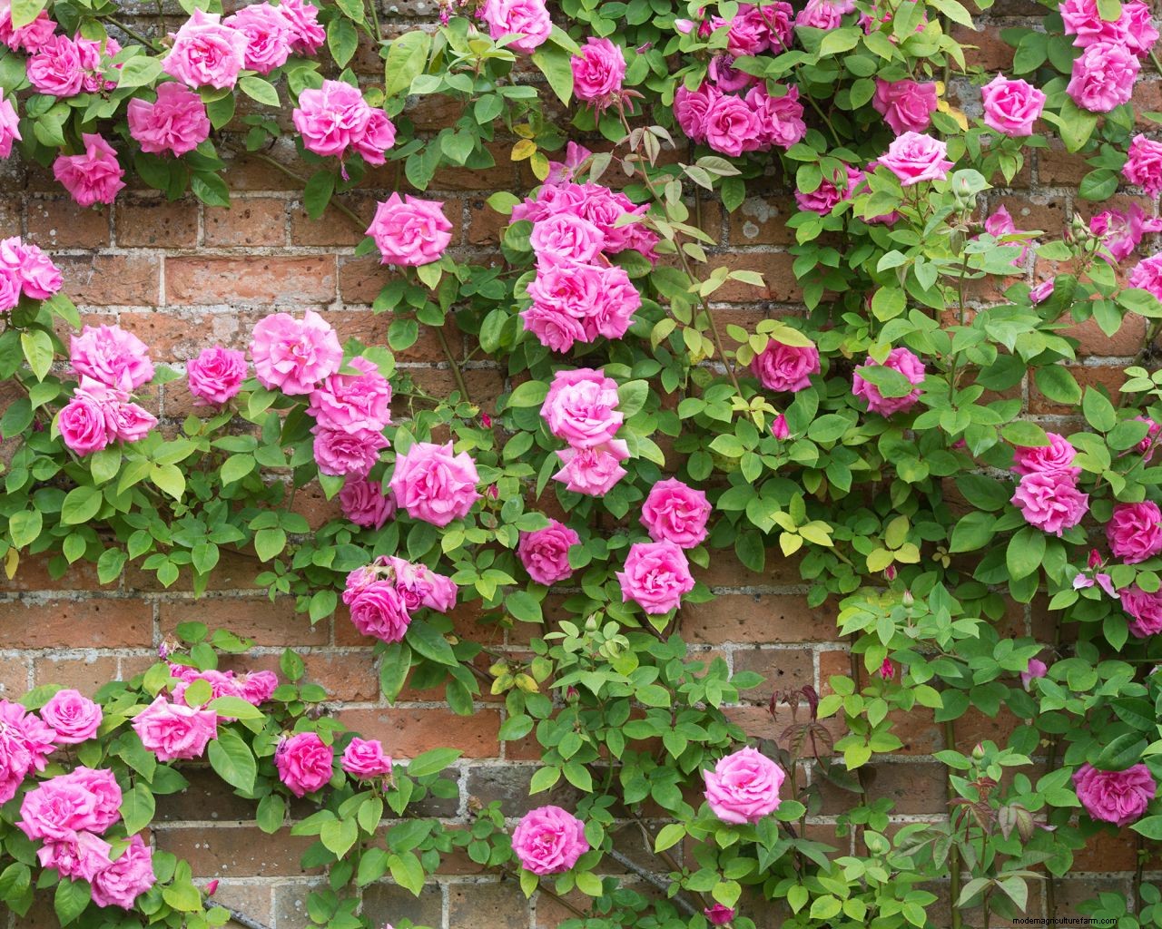 Climbing roses plant care and growing guide: for unbeatable summer blooms
