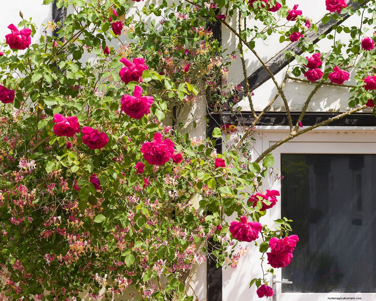 Climbing roses plant care and growing guide: for unbeatable summer blooms