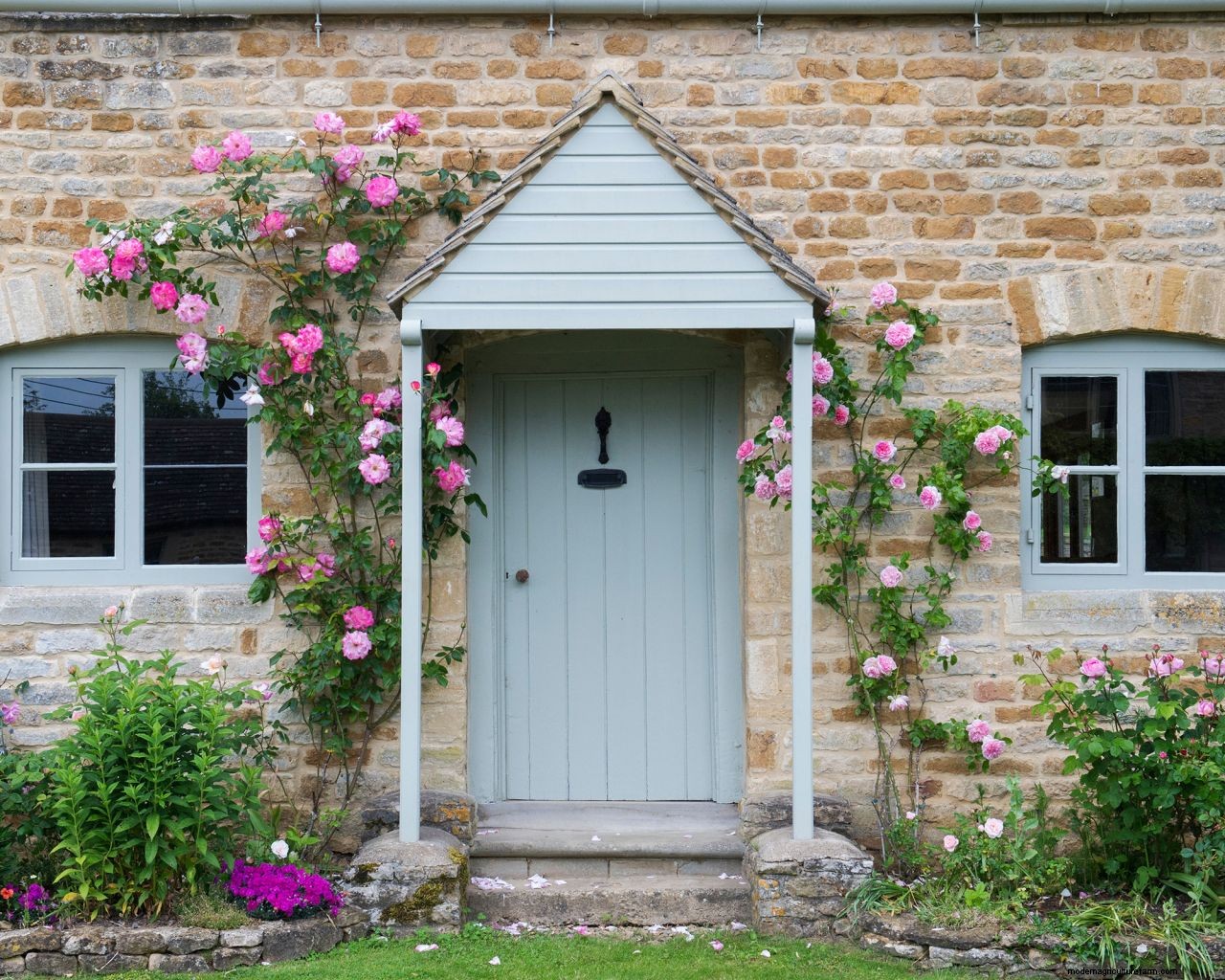 Climbing roses plant care and growing guide: for unbeatable summer blooms