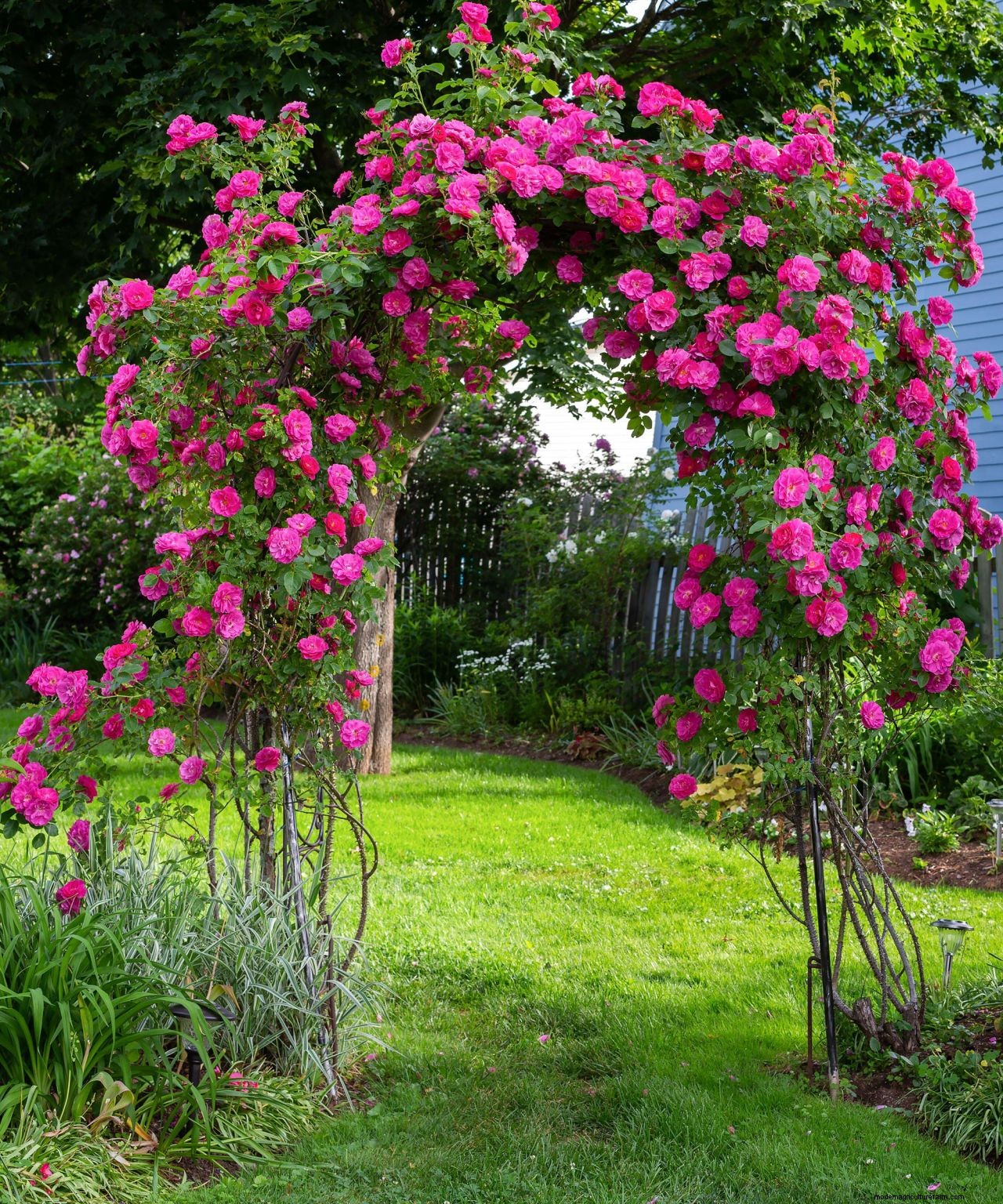 Climbing roses plant care and growing guide: for unbeatable summer blooms