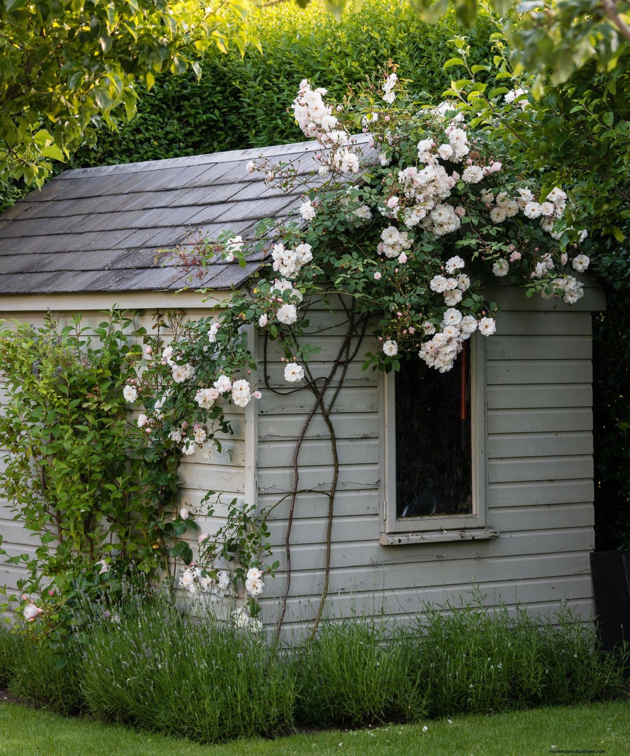 Climbing roses plant care and growing guide: for unbeatable summer blooms