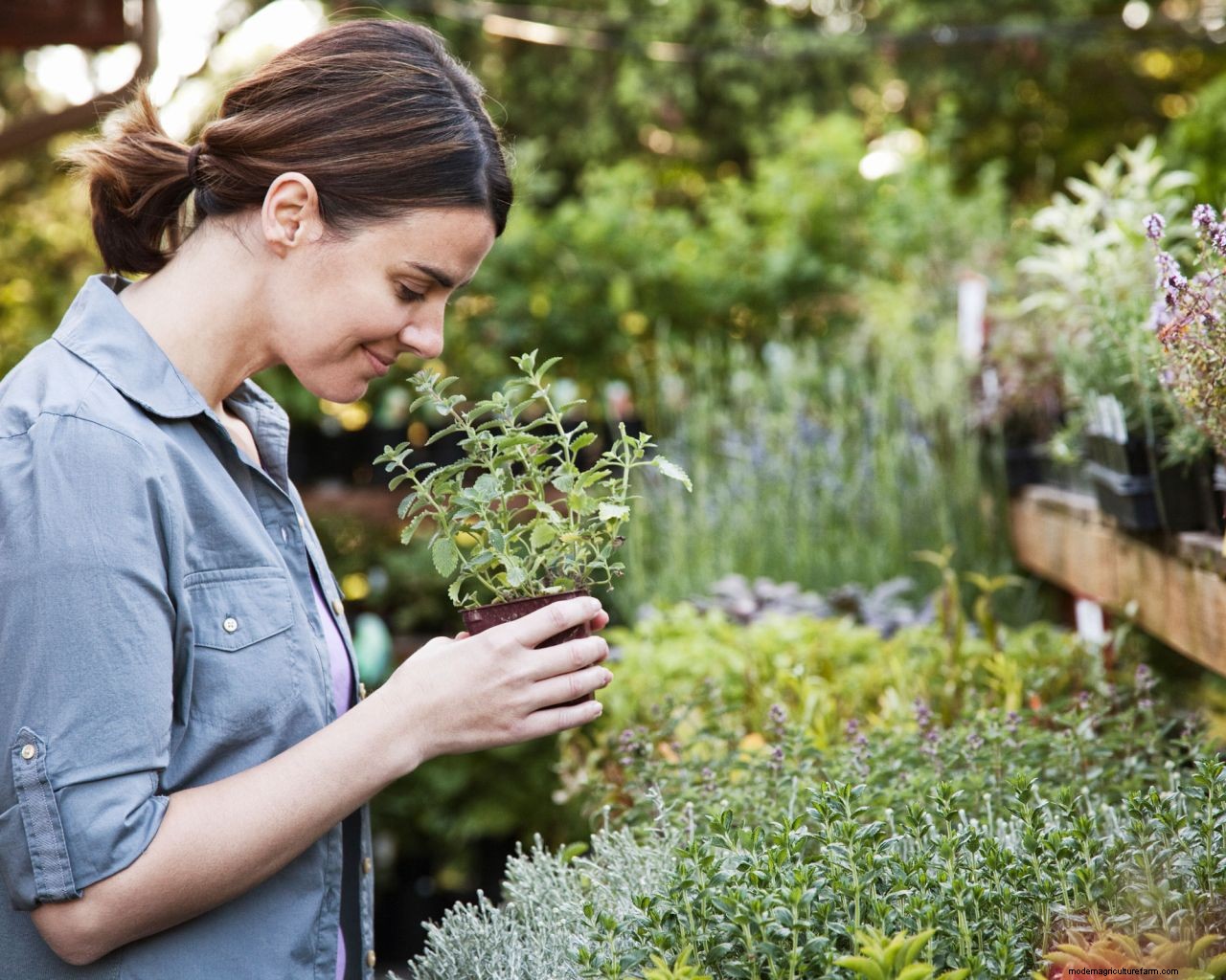How to get free plants: 10 ways to increase your plant collection