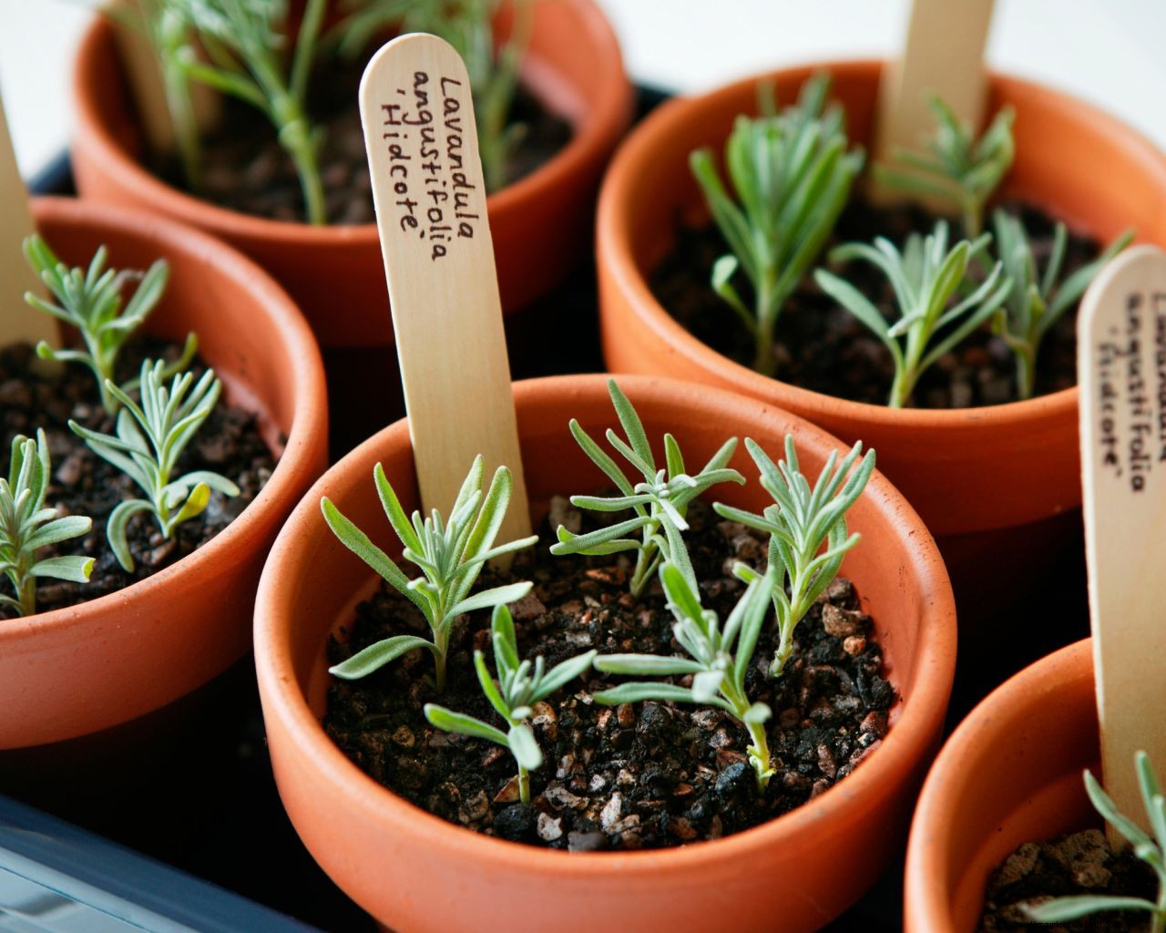 How to get free plants: 10 ways to increase your plant collection