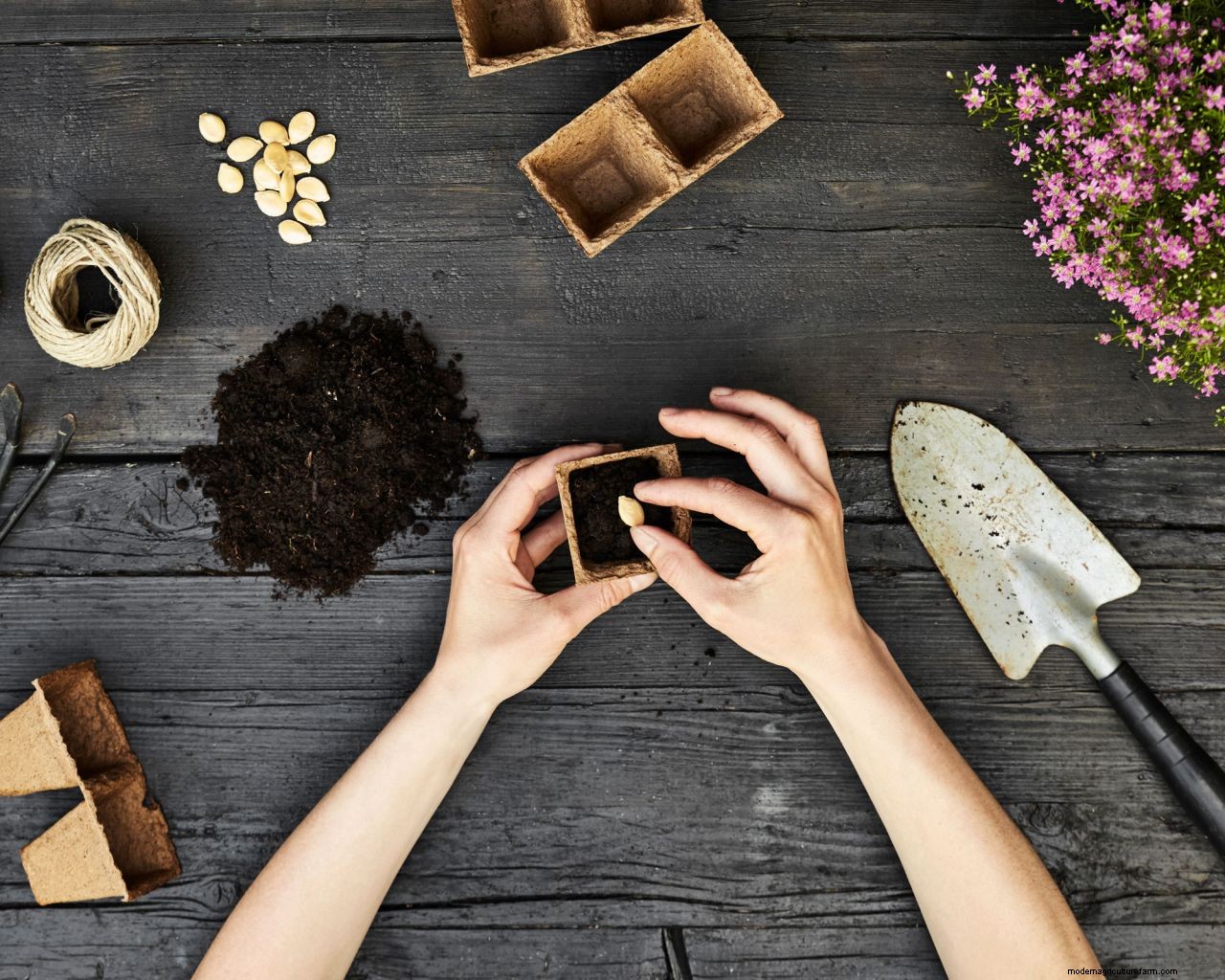 How to get free plants: 10 ways to increase your plant collection