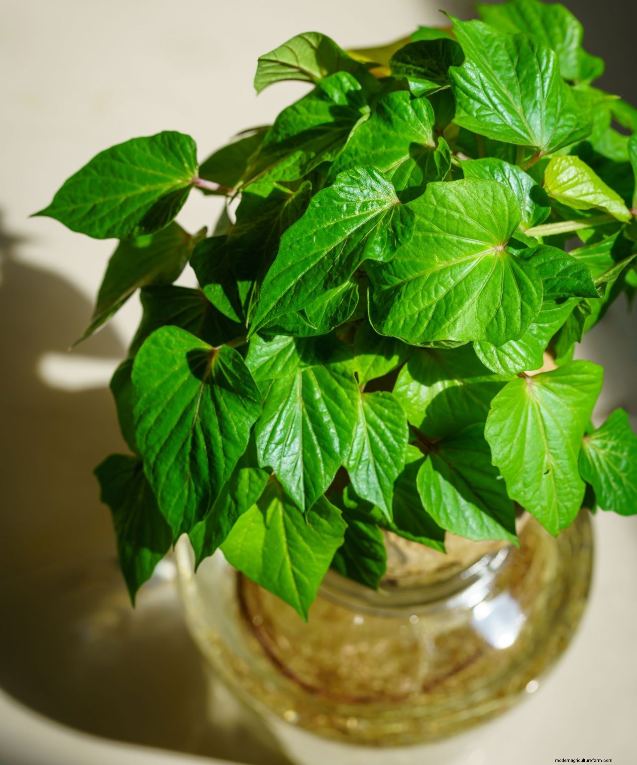 How to get free plants: 10 ways to increase your plant collection