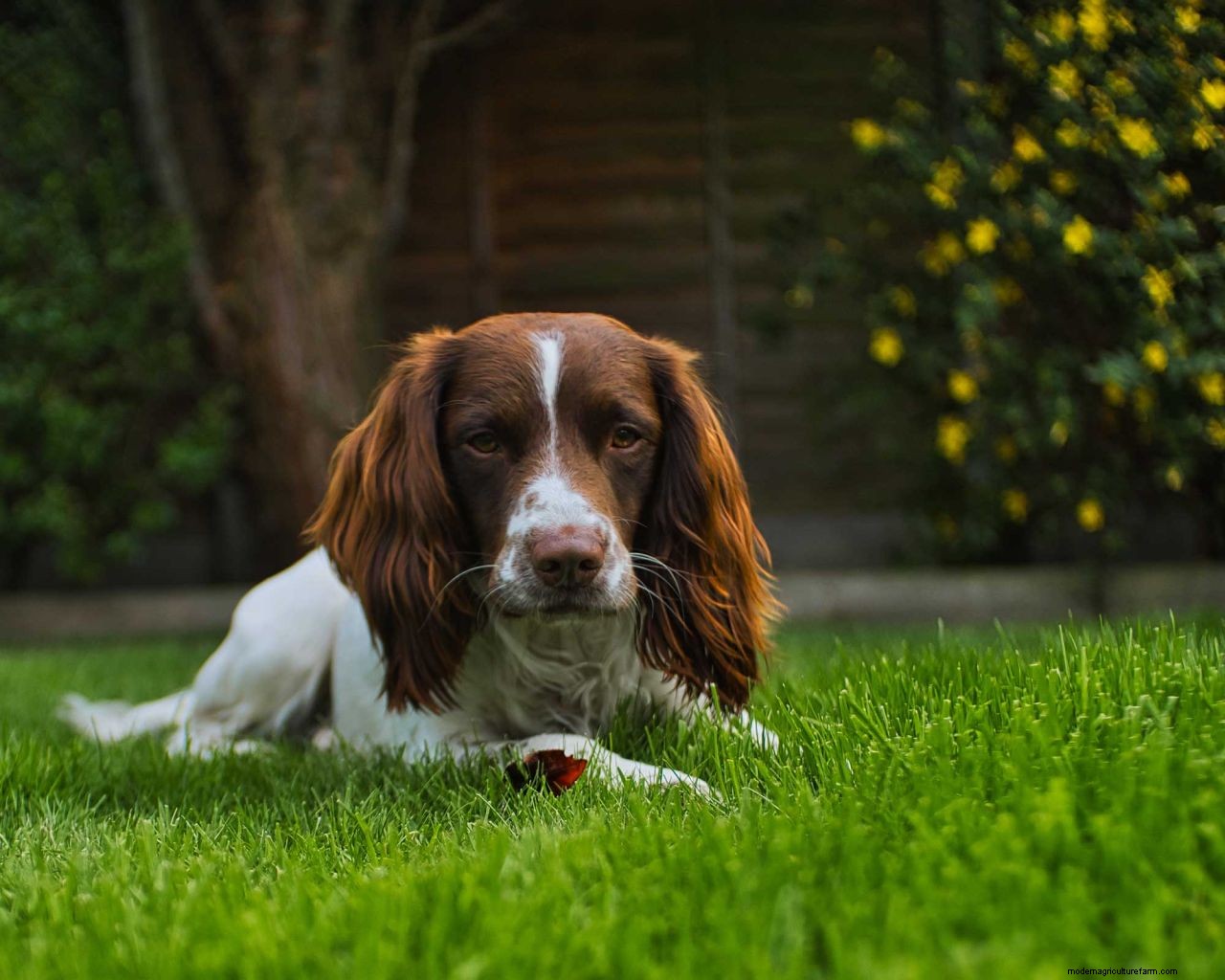How to grow grass with dogs: 5 tips for pet-proofing your lawn
