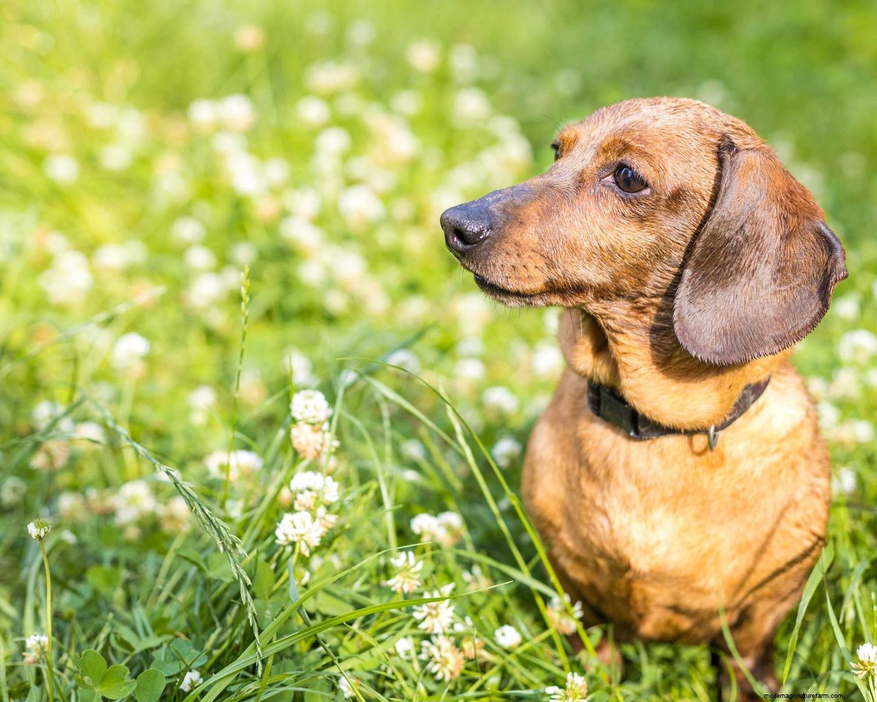 How to grow grass with dogs: 5 tips for pet-proofing your lawn