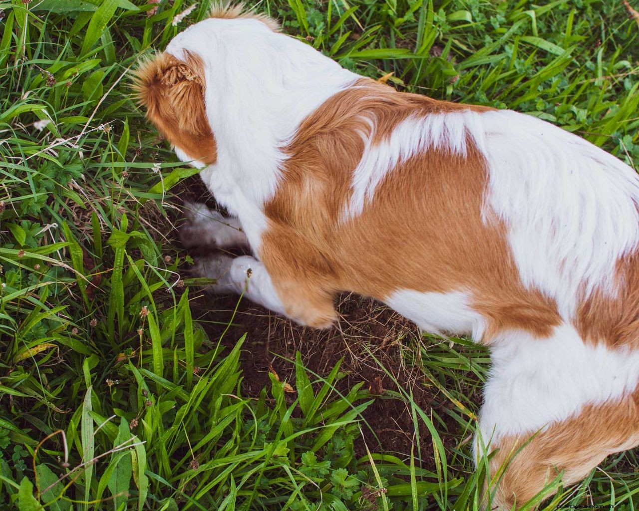 How to grow grass with dogs: 5 tips for pet-proofing your lawn