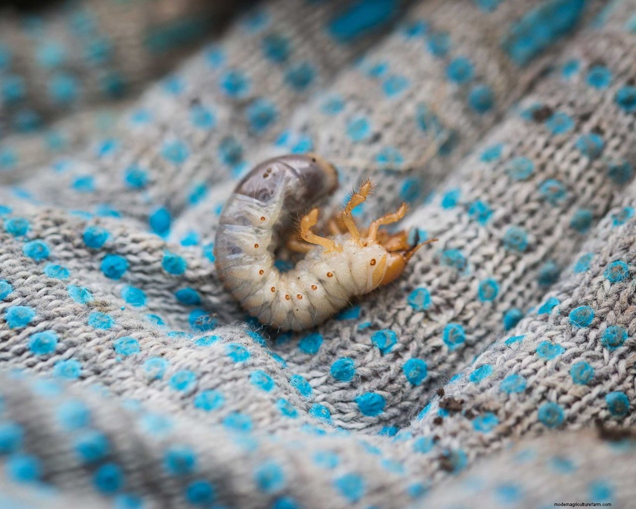 How to get rid of lawn grubs naturally: the expert way to protect your turf