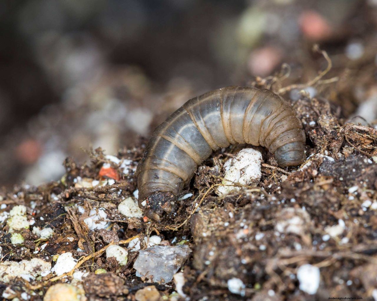 How to get rid of lawn grubs naturally: the expert way to protect your turf