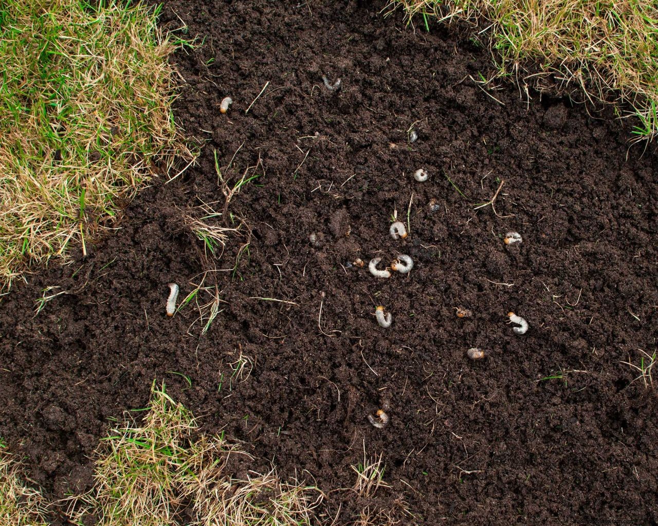 How to get rid of lawn grubs naturally: the expert way to protect your turf