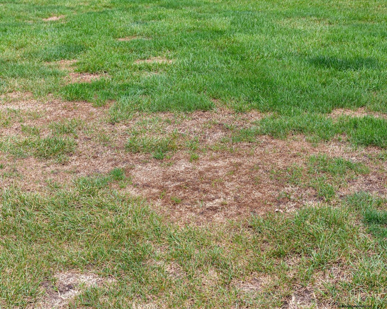 How to get rid of lawn grubs naturally: the expert way to protect your turf