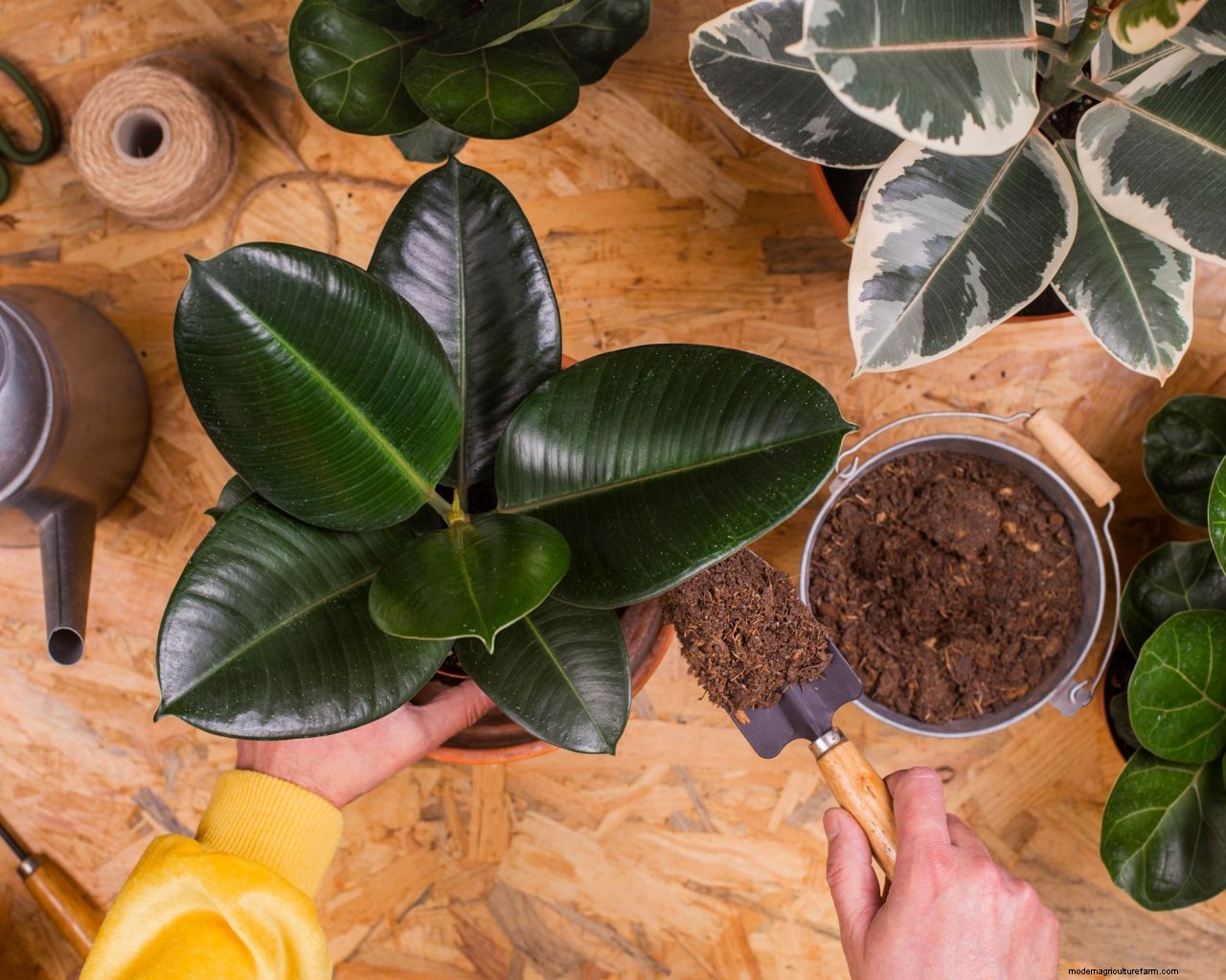Rubber plant propagation: the easy way to get more houseplants for free