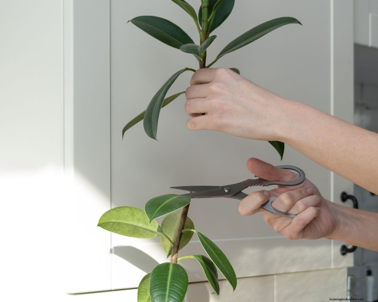 Rubber plant propagation: the easy way to get more houseplants for free